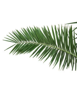 XXL Kanarische Dattelpalme, Ca. 170 Cm -Pflanzenbedarf Geschäft 8753063 PR DE 001 XXLKanarischeDattelpalme70L