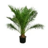XXL Kanarische Dattelpalme, Ca. 170 Cm -Pflanzenbedarf Geschäft 8753063 WE FS 002 PhoenixCanariensis70L DattelpalmeXXL