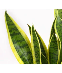 Bogenhanf - Sansevieria Trifasciata Var. Laurentii -Pflanzenbedarf Geschäft 8760076 8267932 8267973 BE DE 001 SchwiegermutterzungeT11DehnerExpressHerzig