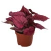 Blattbegonie - Begonia Rex-Hybride 'Inca Flame' -Pflanzenbedarf Geschäft 8760993 WE FS 001 BegoniaIncaFlame Blattbegonie