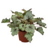 Blattbegonie - Begonia Rex-Hybride 'Asian Tundra' -Pflanzenbedarf Geschäft 8761017 WE FS 001 BegoniaAsianTundra Blattbegonie