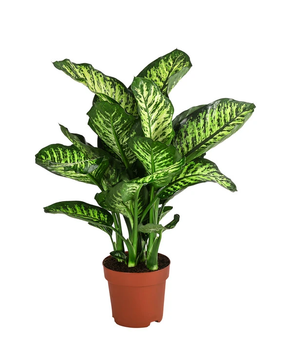 Dieffenbachie - Dieffenbachia Seguine 'Maroba' 3 Dieffenbachie - Dieffenbachia Seguine 'Maroba'