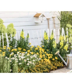 Studentenblume, Großblumig, Verschiedene Sorten -Pflanzenbedarf Geschäft 8803926 WE MO 001 AntirrhinumMSanvitaliaTagetesBractheantha2021GC09