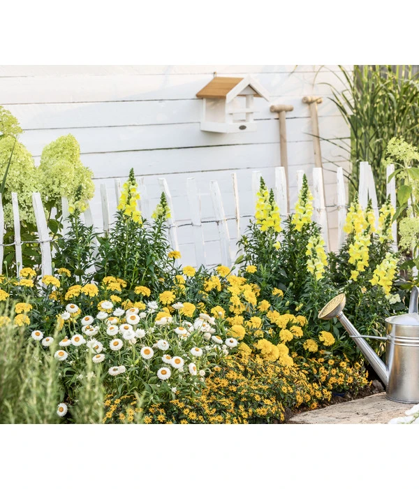 Studentenblume, Großblumig, Verschiedene Sorten – Bild 3