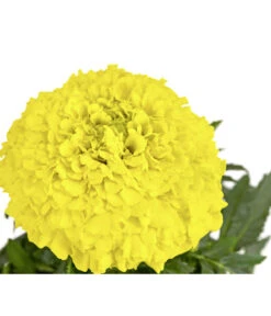 Studentenblume, Großblumig, Verschiedene Sorten -Pflanzenbedarf Geschäft 8807117 PR DE 002 TagetesGrossblumigStudentenblumeT9DehnerExpressHerzig