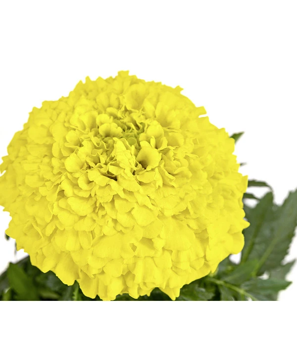 Studentenblume, Großblumig, Verschiedene Sorten – Bild 5