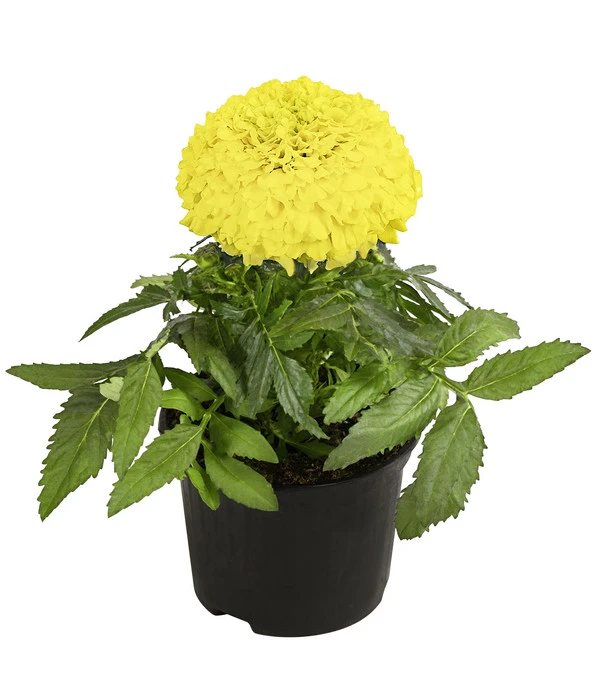 Studentenblume, Großblumig, Verschiedene Sorten