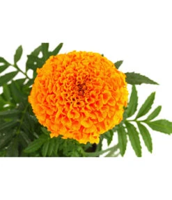 Studentenblume, Großblumig, Verschiedene Sorten -Pflanzenbedarf Geschäft 8807117 WE DE 001 TagetesGrossblumigStudentenblumeT9