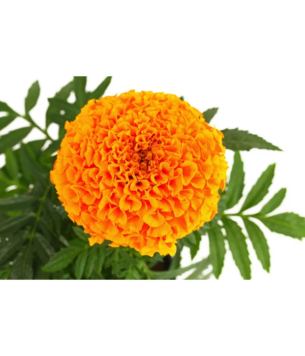 Studentenblume, Großblumig, Verschiedene Sorten – Bild 6