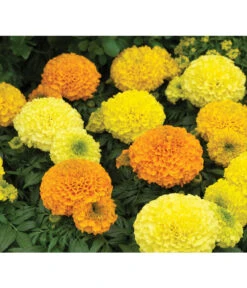 Studentenblume, Großblumig, Verschiedene Sorten -Pflanzenbedarf Geschäft 8807117 WE DE 002 AntiguaYellowMoonstruckDeepOrangeSyngenta