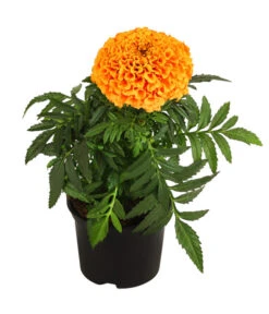 Studentenblume, Großblumig, Verschiedene Sorten -Pflanzenbedarf Geschäft 8807117 WE FS 001 TagetesGrossblumigStudentenblumeT9