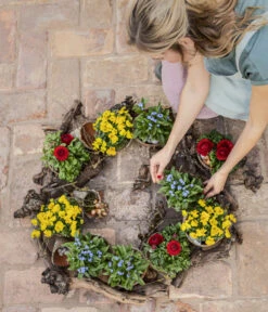 Vergissmeinnicht -Pflanzenbedarf Geschäft 8808545 8808099 8244501 WE MO 001 ViolaCornutaHornveilchenT14Content2022