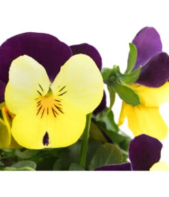 Hornveilchen, Sonderfarben 22 Hornveilchen, Sonderfarben -Pflanzenbedarf Geschäft 8808685 PR DE 004 HornveilchenViolaCornutaSonderfarbenT10DehnerExpressHerzig