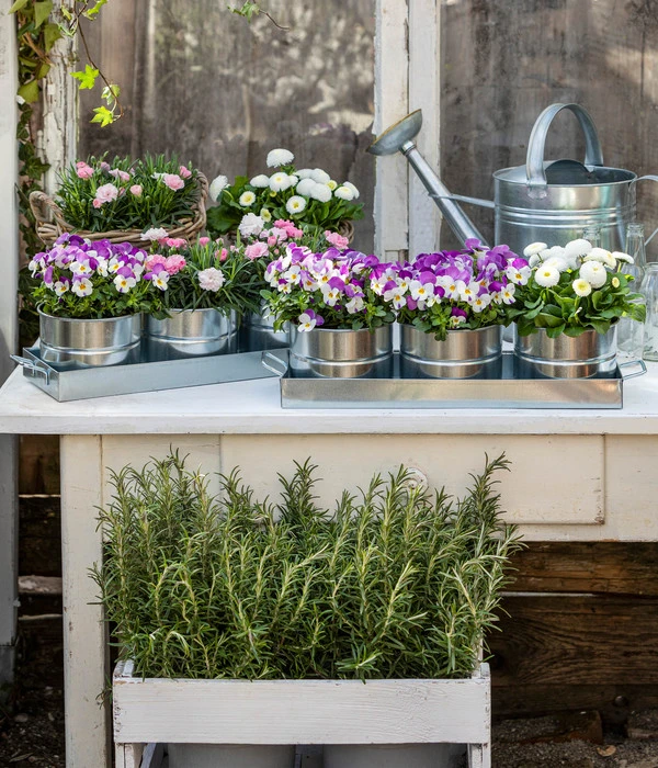 Hornveilchen, Sonderfarben 9 Hornveilchen, Sonderfarben – Bild 7