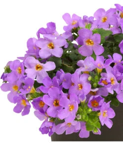 Schneeflockenblume, Blau -Pflanzenbedarf Geschäft 8809576 WE DE 001 SuteraBlauSchneeflockenblumeT11DehnerExpressHerzig