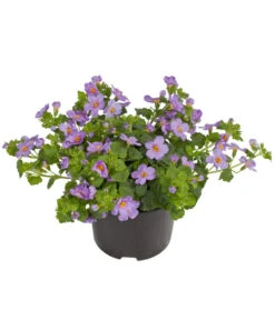 Schneeflockenblume, Blau