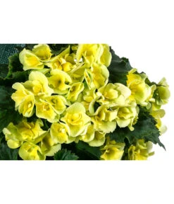 Wandhänger Mit Hängebegonien, Verschiedene Sorten -Pflanzenbedarf Geschäft 8810988 WE DE 001 HaengebegonieWandhaengergelb