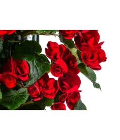 Wandhänger Mit Hängebegonien, Verschiedene Sorten -Pflanzenbedarf Geschäft 8810988 WE DE 001 HaengebegonieWandhaengerrot