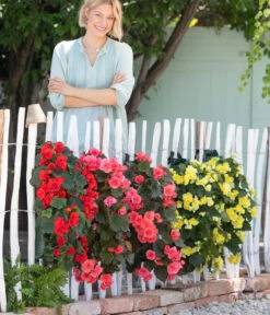 Wandhänger Mit Hängebegonien, Verschiedene Sorten -Pflanzenbedarf Geschäft 8810988 WE MO 001 BegoniaWandhaenger