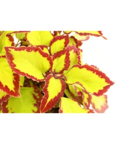 Beet- & Balkonpflanzen-Set Farbexplosion, 6-teilig -Pflanzenbedarf Geschäft 8811127 PR DE 002 BuntnesselSolenostemonT13DehnerExpressHerzig