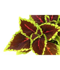 Beet- & Balkonpflanzen-Set Farbexplosion, 6-teilig -Pflanzenbedarf Geschäft 8811127 PR DE 006 BuntnesselSolenostemonT13DehnerExpressHerzig