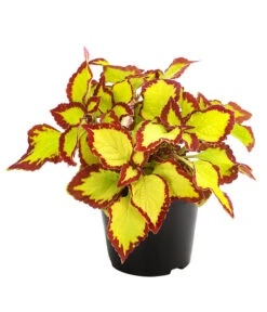 Beet- & Balkonpflanzen-Set Farbexplosion, 6-teilig -Pflanzenbedarf Geschäft 8811127 PR FS 002 BuntnesselSolenostemonT13DehnerExpressHerzig