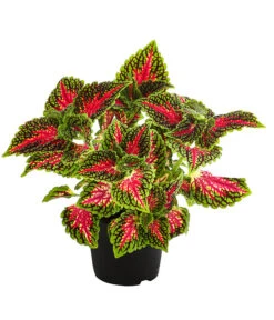 Beet- & Balkonpflanzen-Set Farbexplosion, 6-teilig -Pflanzenbedarf Geschäft 8811127 PR FS 005 BuntnesselSolenostemonT13DehnerExpressHerzig