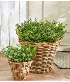 Köcherblümchen, Busch, Verschiedene Farben -Pflanzenbedarf Geschäft 8811366 8594673 8594244 PR MO 003 CupheaHyssopifT11BL18UveSauer