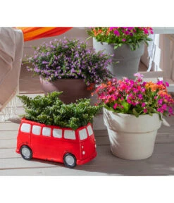 Köcherblümchen, Busch, Verschiedene Farben -Pflanzenbedarf Geschäft 8811366 WE MO 002 CupheaHyssopifoliaKoecherbluemchen