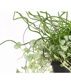 Pflanzen-Duo Herbstregen -Pflanzenbedarf Geschäft 8811820 WE DE 001 DichondraJuncusSilberregenLiebeslockenT12DehnerExpressHerzig