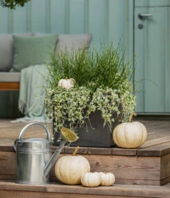 Pflanzen-Duo Herbstregen -Pflanzenbedarf Geschäft 8811820 WE MO 001 DichondraJunkusSilberregenLiebeslockenT12 GC13 2022