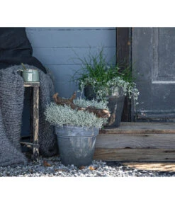 Pflanzen-Duo Herbstregen -Pflanzenbedarf Geschäft 8811820 WE MO 001 SilberregenLiebeslockenJuncusDichondra