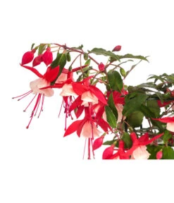 Fuchsie, Hängend 16 Fuchsie, Hängend -Pflanzenbedarf Geschäft 8812703 WE DE 001 FuchsieT12
