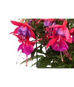 Fuchsie, Hängend 17 Fuchsie, Hängend -Pflanzenbedarf Geschäft 8812703 WE DE 002 FuchsieT12