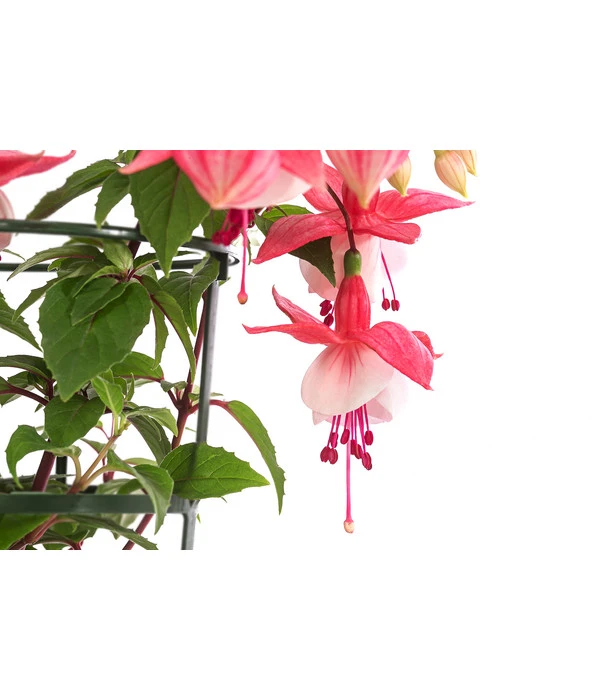 Fuchsie, Hängend 10 Fuchsie, Hängend – Bild 8
