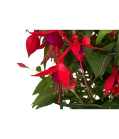 Fuchsie, Hängend 19 Fuchsie, Hängend -Pflanzenbedarf Geschäft 8812703 WE DE 004 FuchsieT12