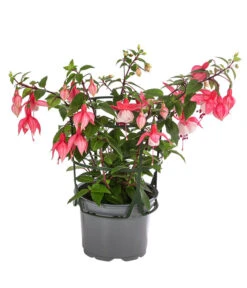 Fuchsie, Hängend 14 Fuchsie, Hängend -Pflanzenbedarf Geschäft 8812703 WE FS 003 FuchsieT12