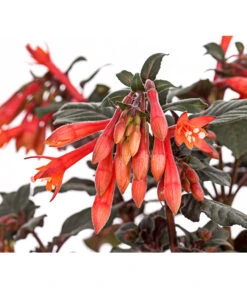 Fuchsie Koralle -Pflanzenbedarf Geschäft 8812745 PR DE 001 FuchsiaFuchsieKoralleDehnerExpressHerzig