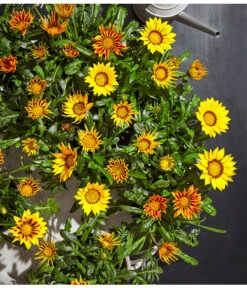 Mittagsgold, Verschiedene Farben -Pflanzenbedarf Geschäft 8812851 PR MO 002 gazania