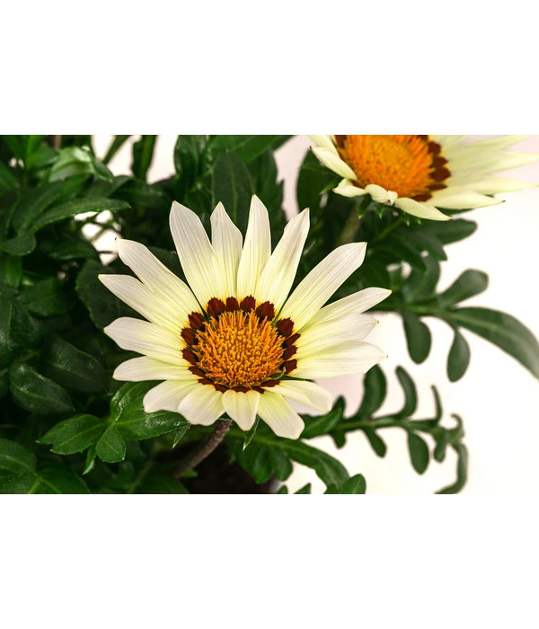 Mittagsgold, Verschiedene Farben – Bild 9