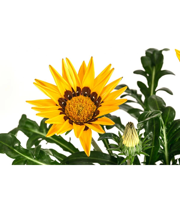 Mittagsgold, Verschiedene Farben – Bild 8