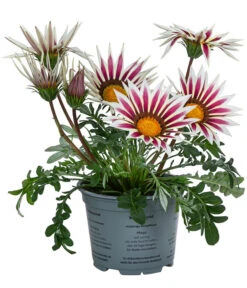Mittagsgold, Verschiedene Farben -Pflanzenbedarf Geschäft 8812851 WE FS 001 GazaniaT12