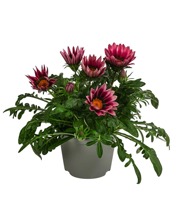 Mittagsgold, Verschiedene Farben – Bild 4