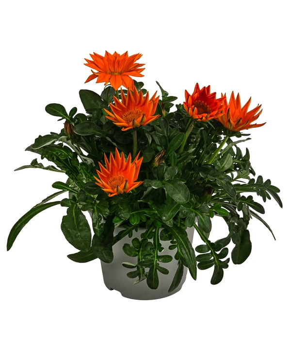 Mittagsgold, Verschiedene Farben – Bild 3