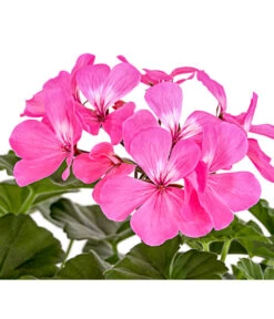 Bodendecker-Geranie 'Caliente Dark', Verschiedene Farben -Pflanzenbedarf Geschäft 8813479 PR DE 001 PelargoniumInterspezificBodendeckerGeranieCalienteDarkPinkDehnerExpressHerzig