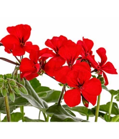 Bodendecker-Geranie 'Caliente Dark', Verschiedene Farben -Pflanzenbedarf Geschäft 8813479 PR DE 001 PelargoniumInterspezificBodendeckerGeranieCalienteDarkRotDehnerExpressHerzig