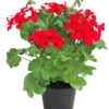 Bodendecker-Geranie 'Caliente Dark', Verschiedene Farben -Pflanzenbedarf Geschäft 8813479 WE FS 003 Bodendeckergeranie