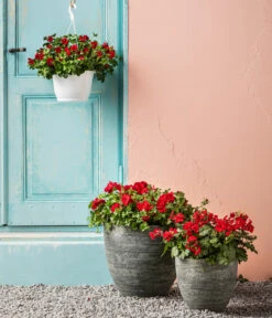 Bodendecker-Geranie 'Caliente Dark', Verschiedene Farben -Pflanzenbedarf Geschäft 8813479 WE MO 001 BodendeckergeranieCalienteDarkT13