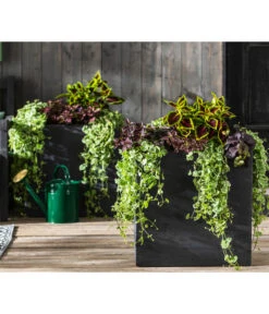 Punktblume 'Hippo', Verschiedene Sorten 14 Punktblume 'Hippo', Verschiedene Sorten -Pflanzenbedarf Geschäft 8814147 WE MO 001 GlechomaPlectranthusIpomoeaSolenostemonHippoMix