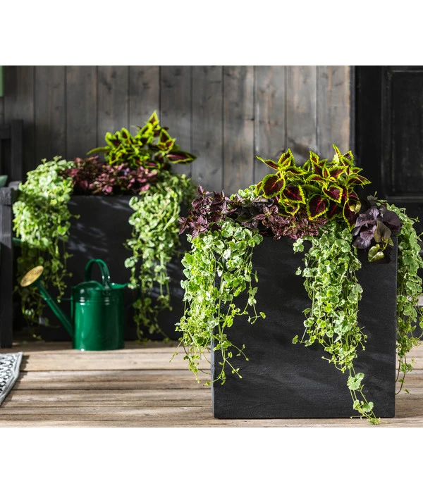 Punktblume 'Hippo', Verschiedene Sorten 7 Punktblume 'Hippo', Verschiedene Sorten – Bild 5